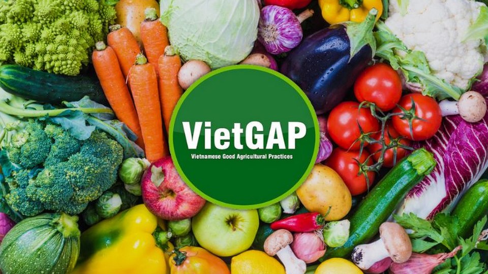 Chứng nhận VietGAP: quy trình, hồ sơ và vai trò kiểm nghiệm — minh họa