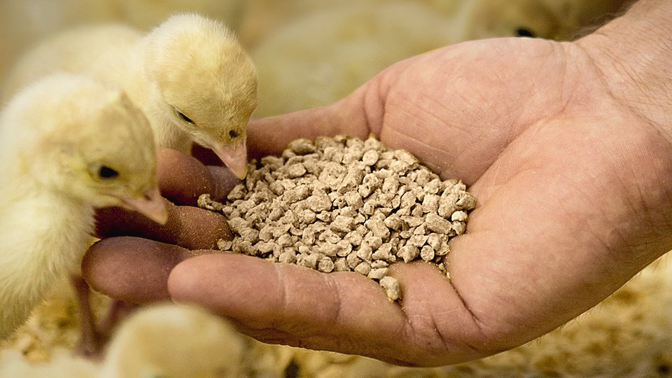 Độc tố vi nấm (aflatoxin) trong ngũ cốc, hạt và thức ăn chăn nuôi — minh họa